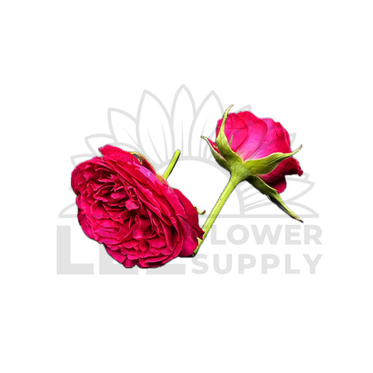 india sauvi rose front and back view