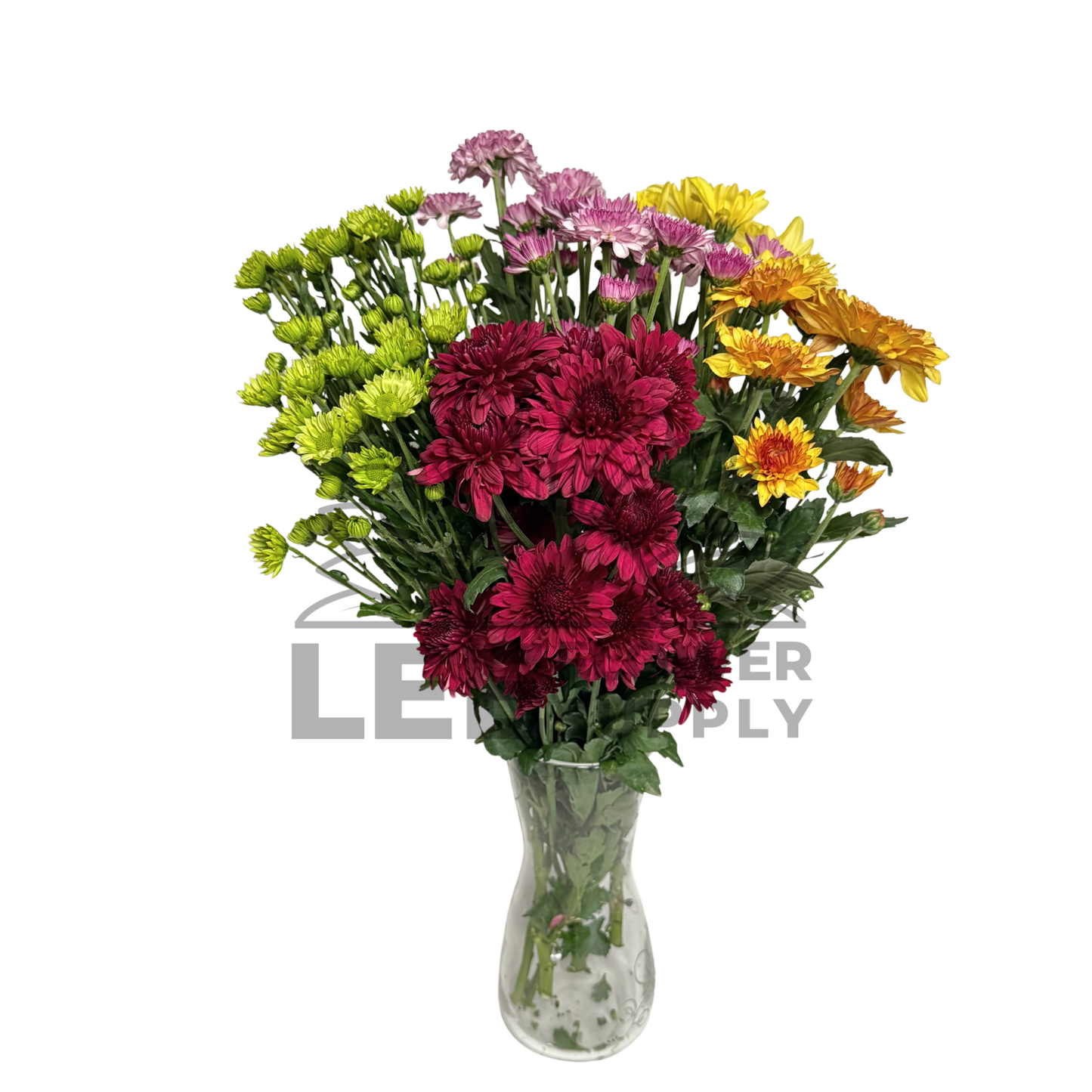 Chrysanthemum Stalk – Mixed Colours (5 Stalks)