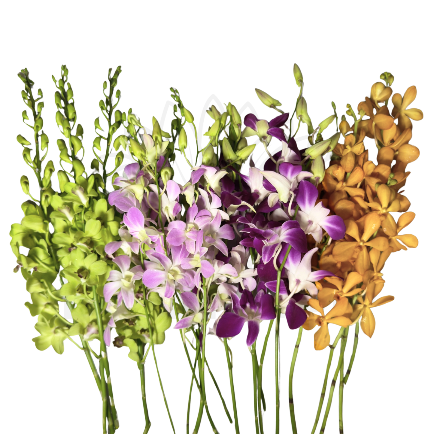 Orchid Stalk with Lotus Bamboo (5 Stalks)