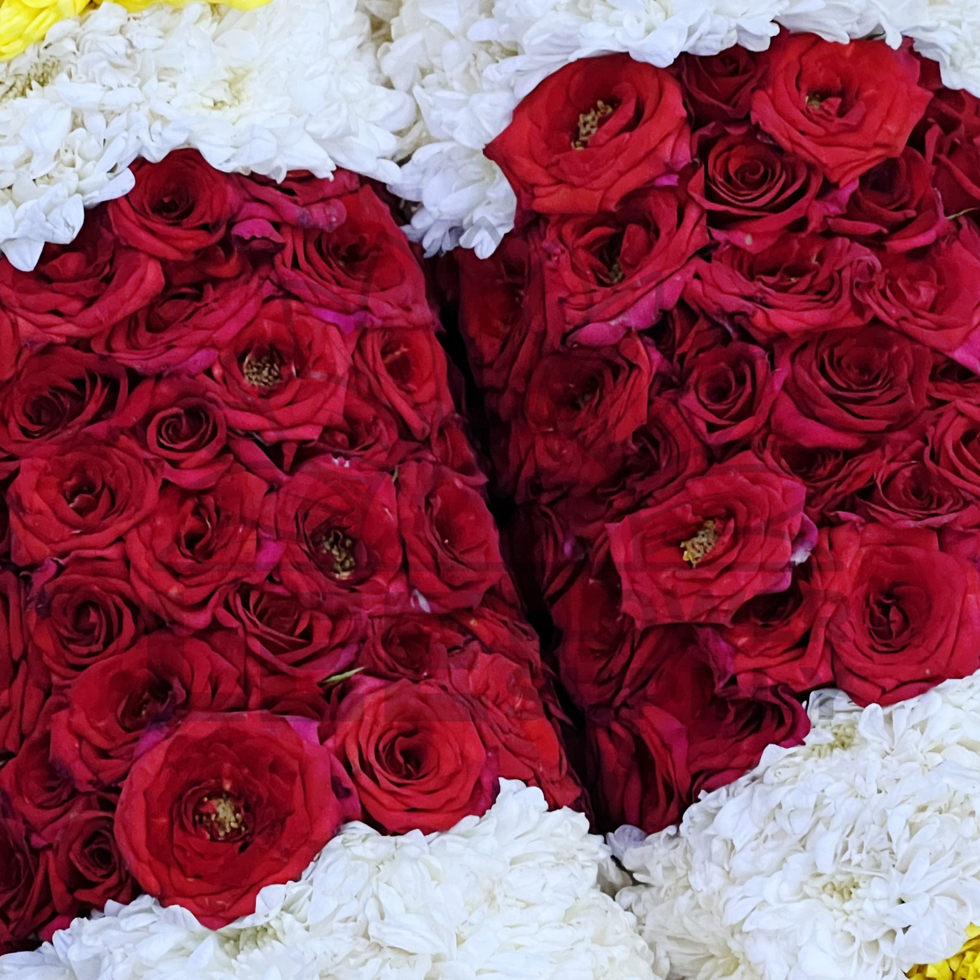 zoomed in to red rose details