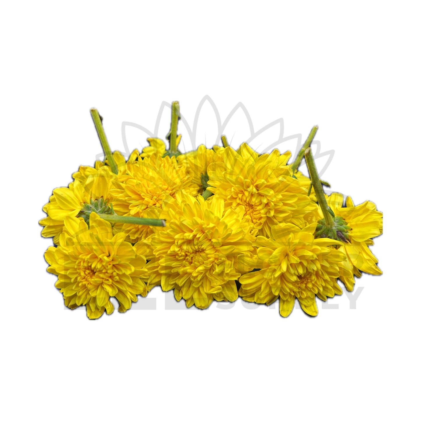 Yellow Chrysanthemum