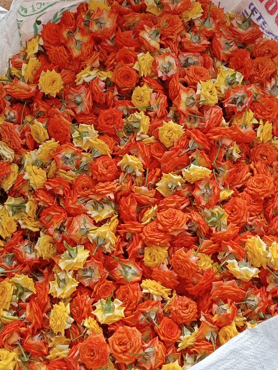 a huge bag of india orange rose