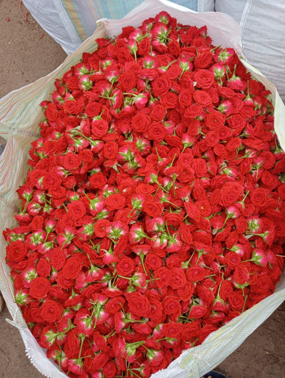 a huge bag of india red rose