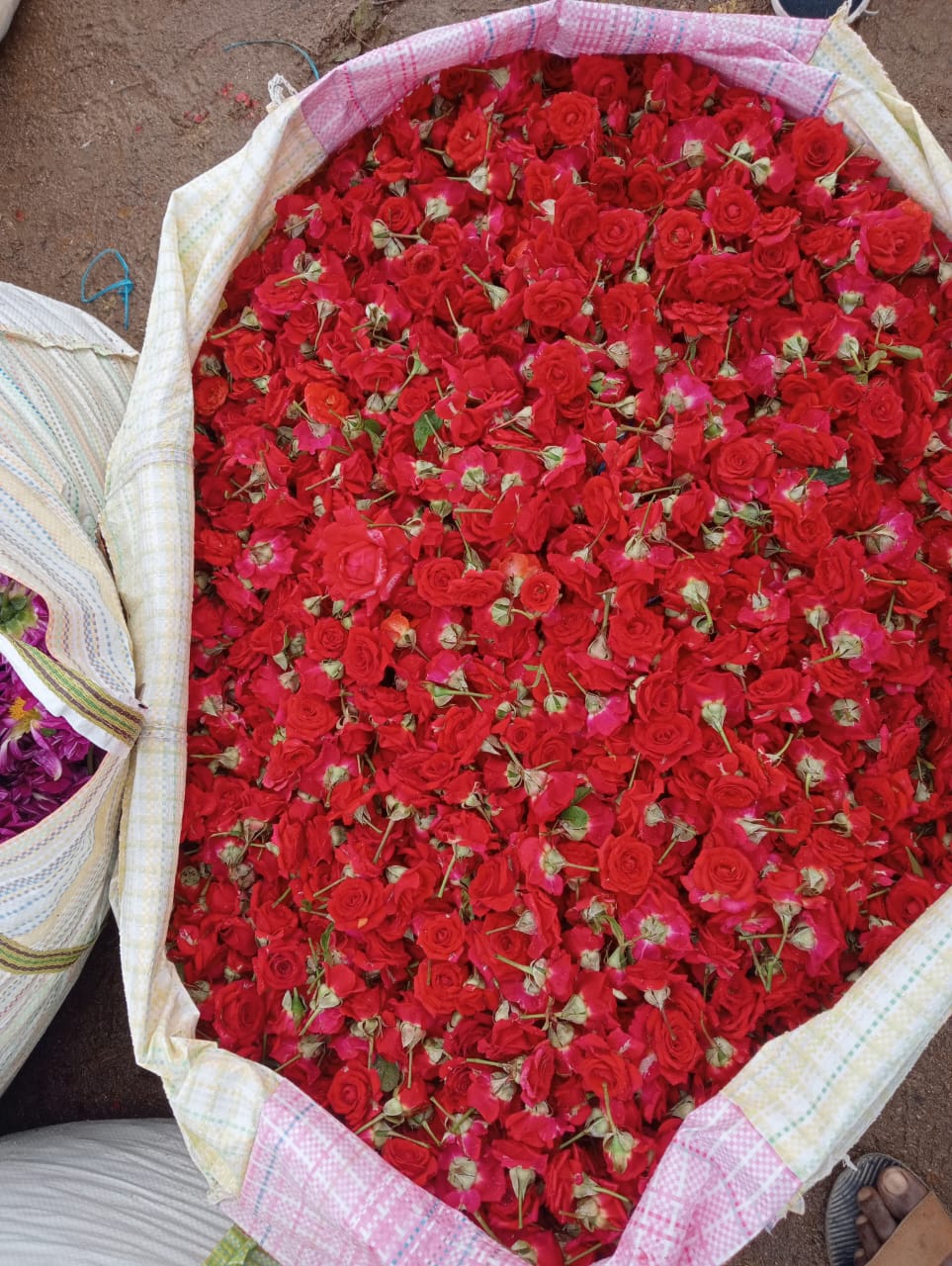 a huge bag of india dark red rose