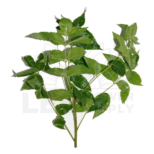 one branch of green leaf