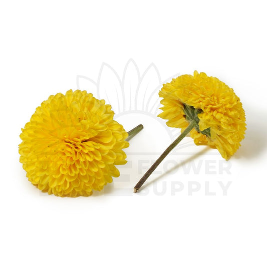 yellow kumki front and back view
