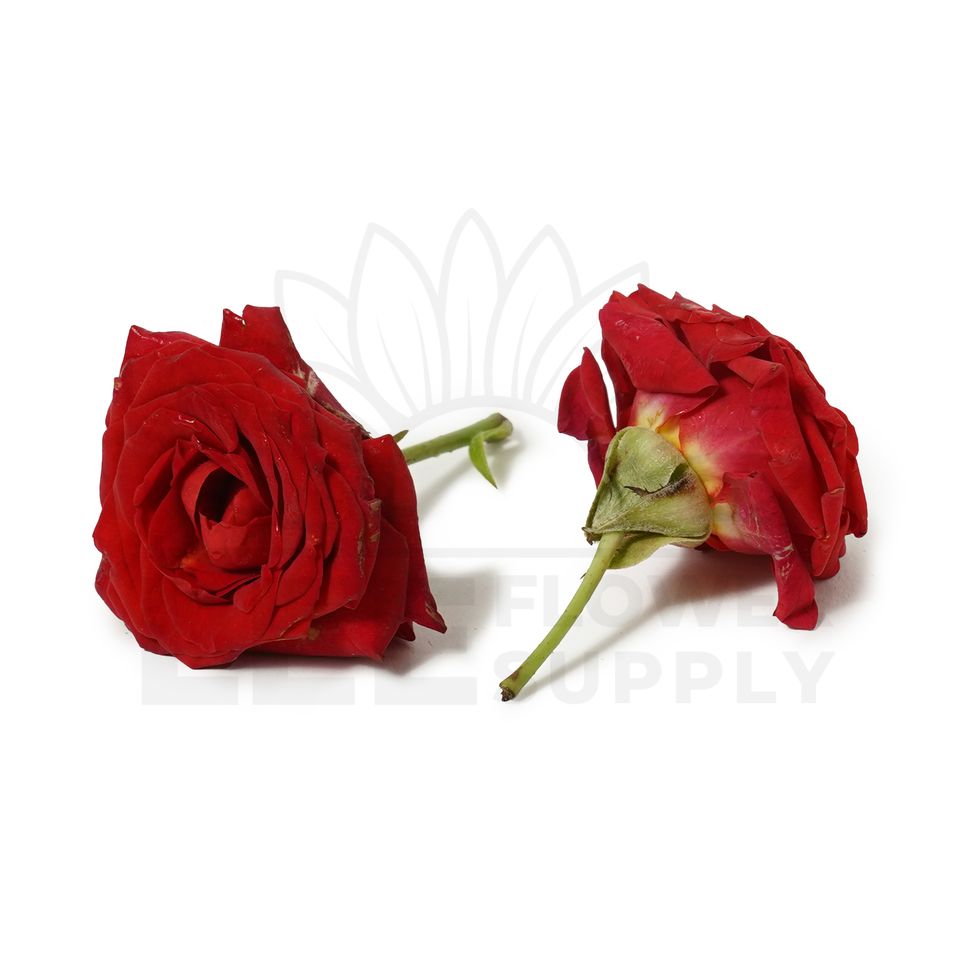 india dark red rose front and back view