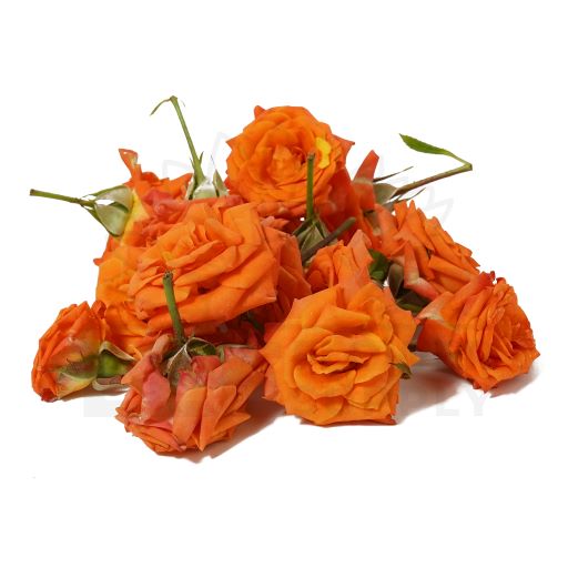 a handful of india orange rose