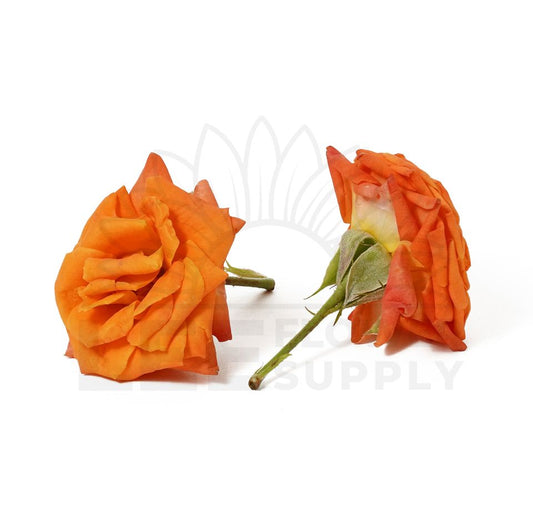 india orange rose front and back view