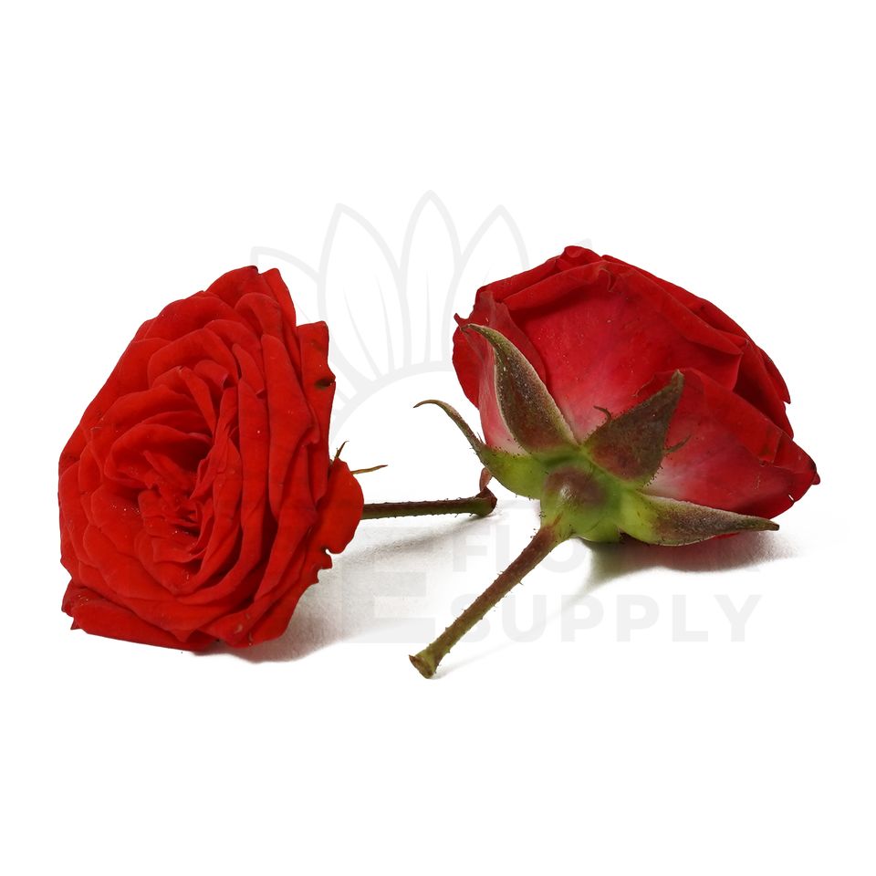 india red rose front and back view