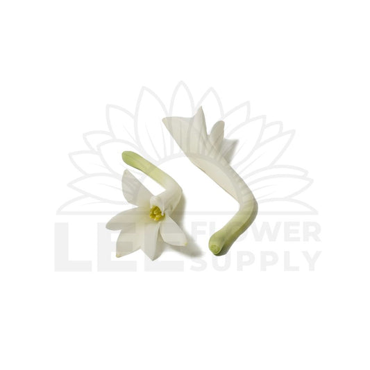 tuberose front and back view