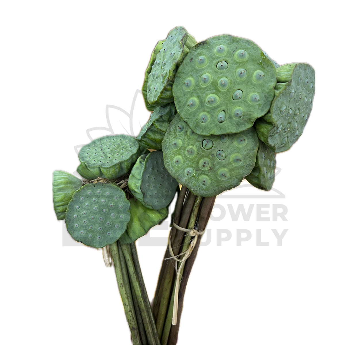 Lotus Pod Accessory Lotus Pod – Lee Flower Supply