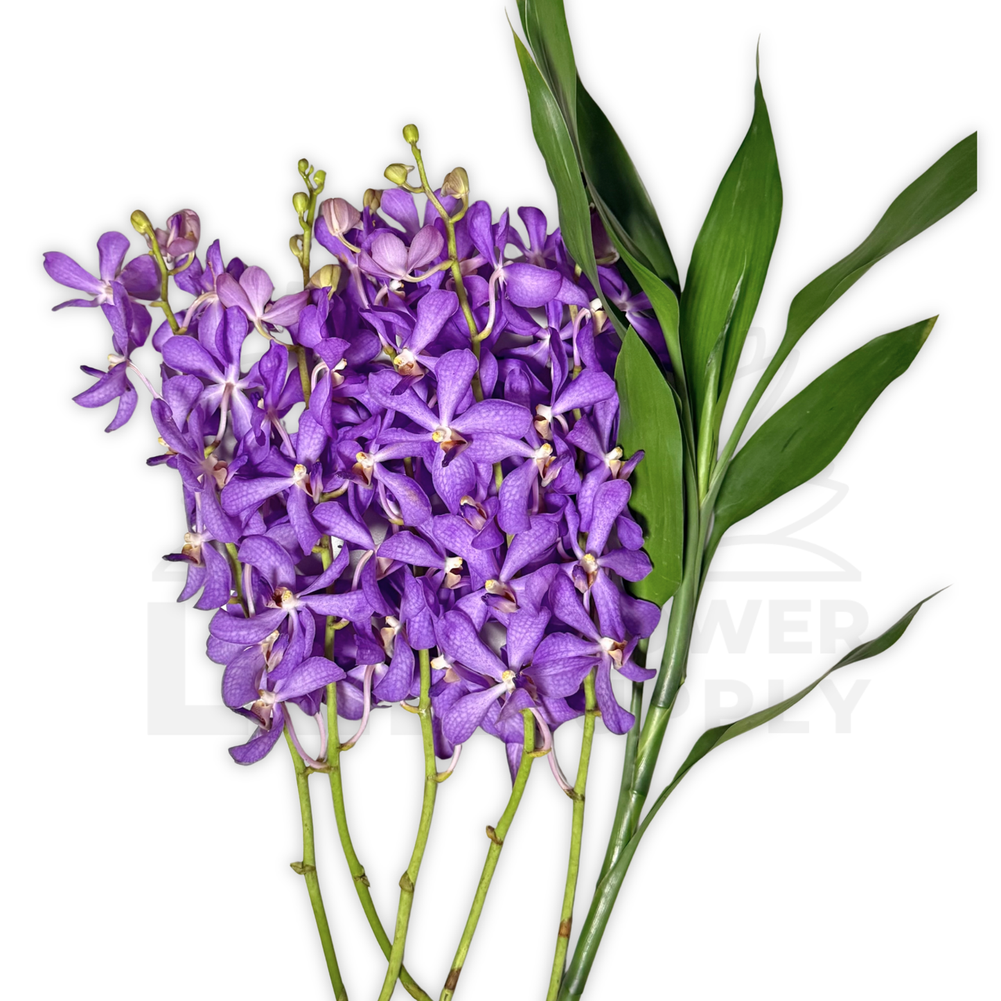 Orchid Stalk with Lotus Bamboo (5 Stalks)