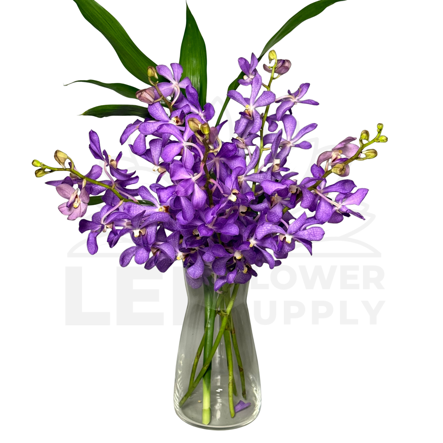 Orchid Stalk with Lotus Bamboo (5 Stalks)