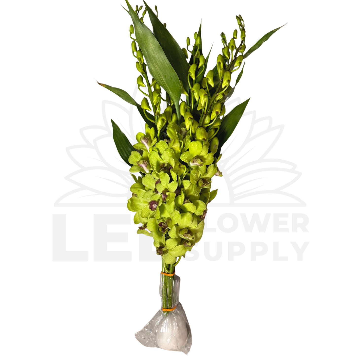 Orchid Stalk with Lotus Bamboo (5 Stalks)
