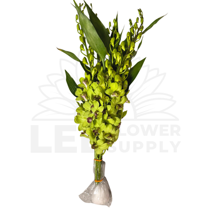 Orchid Stalk with Lotus Bamboo (5 Stalks)