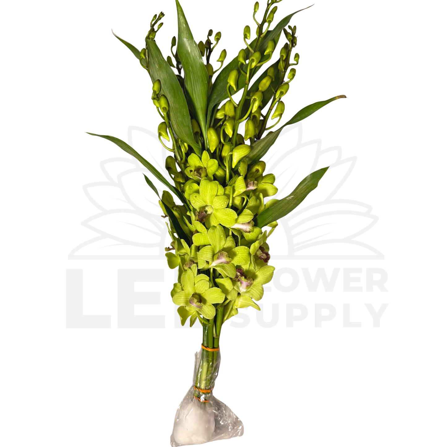 Orchid Stalk with Lotus Bamboo (5 Stalks)