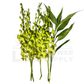 Orchid Stalk with Lotus Bamboo (5 Stalks)