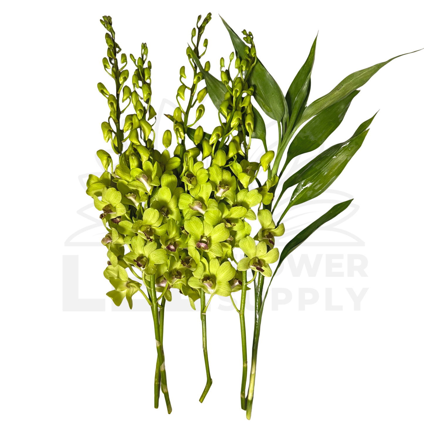 Orchid Stalk with Lotus Bamboo (5 Stalks)