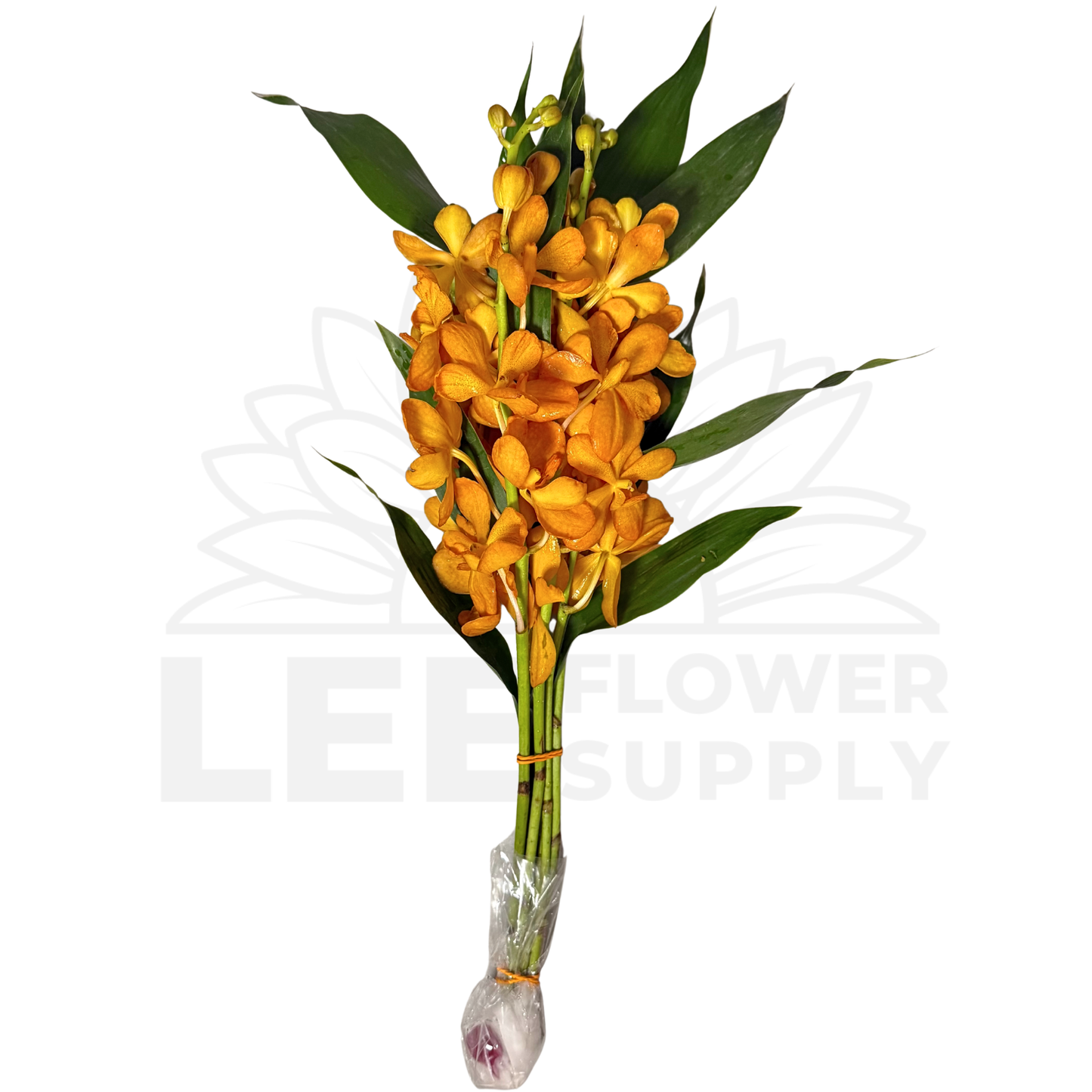 Orchid Stalk with Lotus Bamboo (5 Stalks)