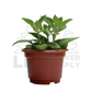 Indian Borage (Mexican Mint) – Potted Plant (15cm)