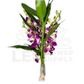 Orchid Stalk with Lotus Bamboo (5 Stalks)