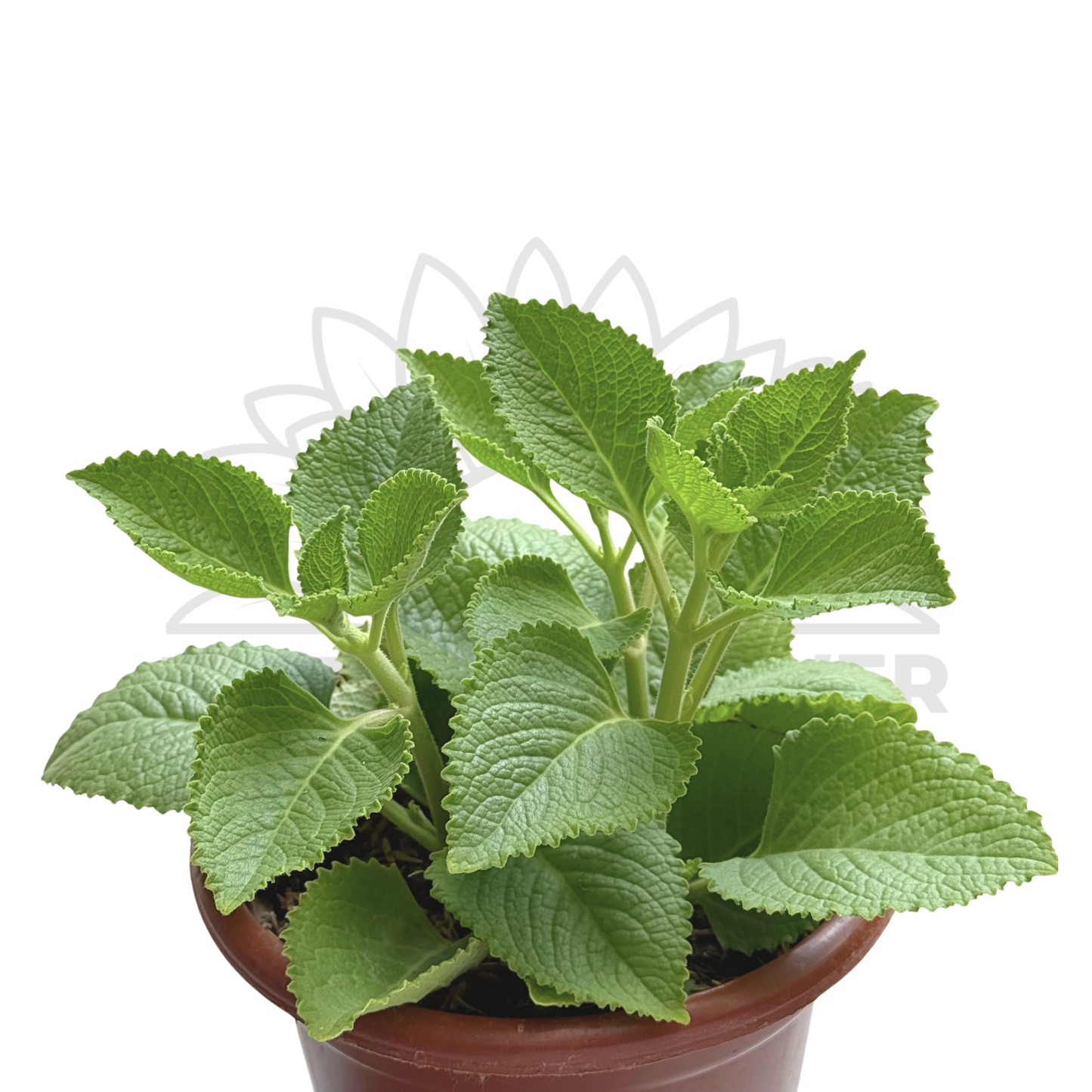 Indian Borage (Mexican Mint) – Potted Plant (15cm)