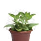 Indian Borage (Mexican Mint) – Potted Plant (15cm)