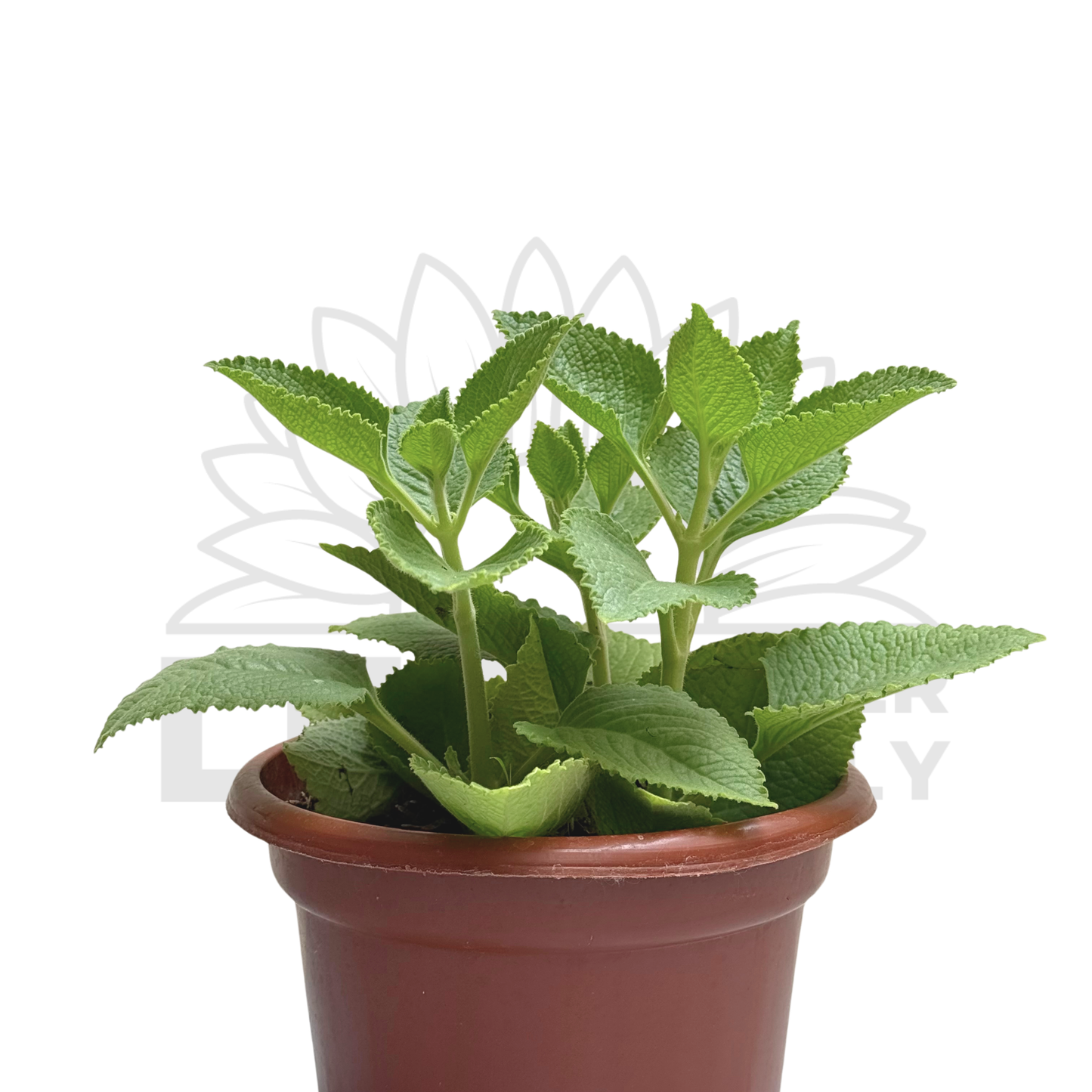 Indian Borage (Mexican Mint) – Potted Plant (15cm)