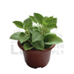Indian Borage (Mexican Mint) – Potted Plant (15cm)