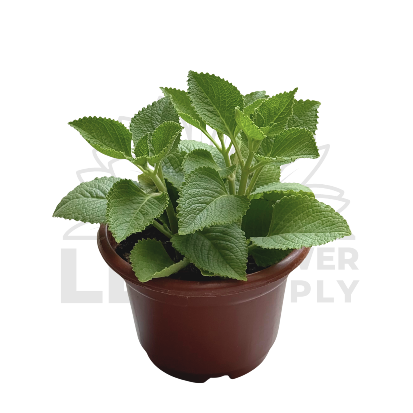 Indian Borage (Mexican Mint) – Potted Plant (15cm)