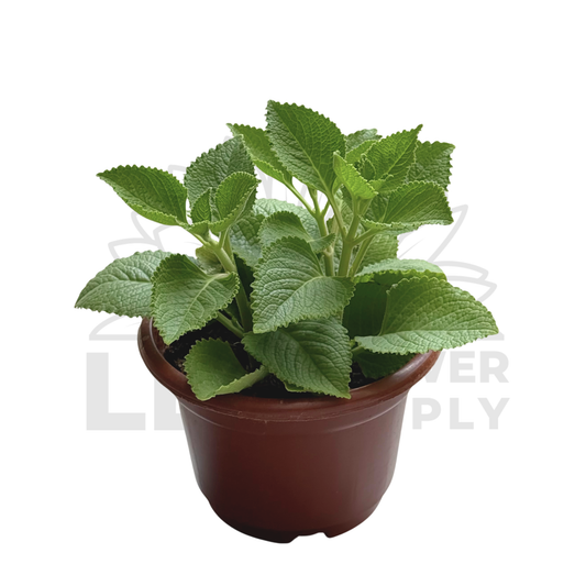 Indian Borage (Mexican Mint) – Potted Plant (15cm)