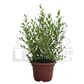 Henna Plant – Potted Plant (15cm)