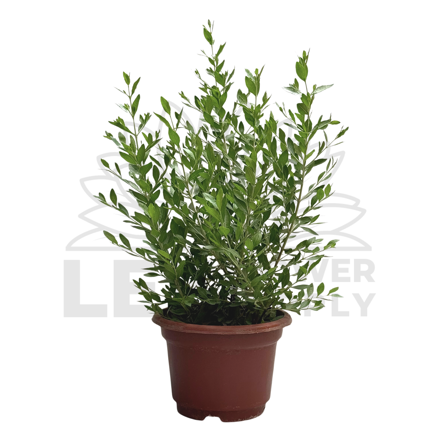 Henna Plant – Potted Plant (15cm)