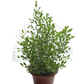 Henna Plant – Potted Plant (15cm)