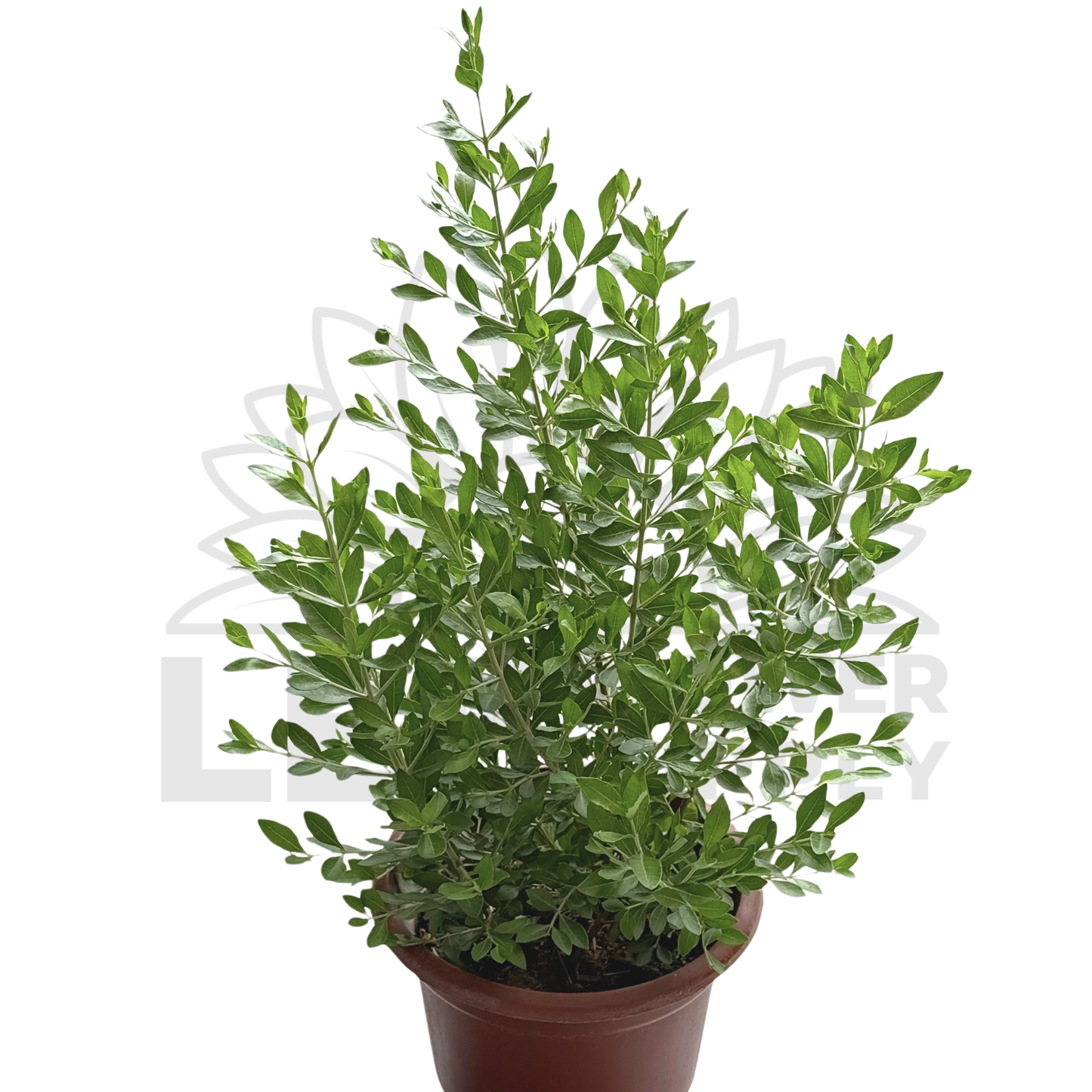 Henna Plant – Potted Plant (15cm)