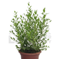 Henna Plant – Potted Plant (15cm)