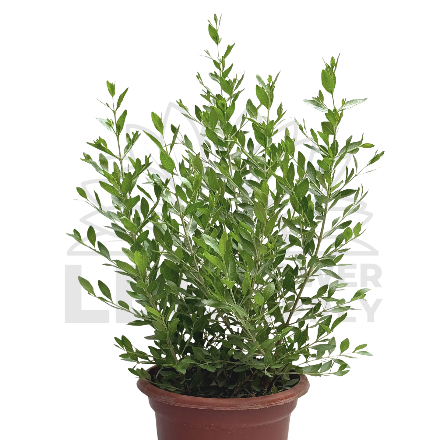 Henna Plant – Potted Plant (15cm)