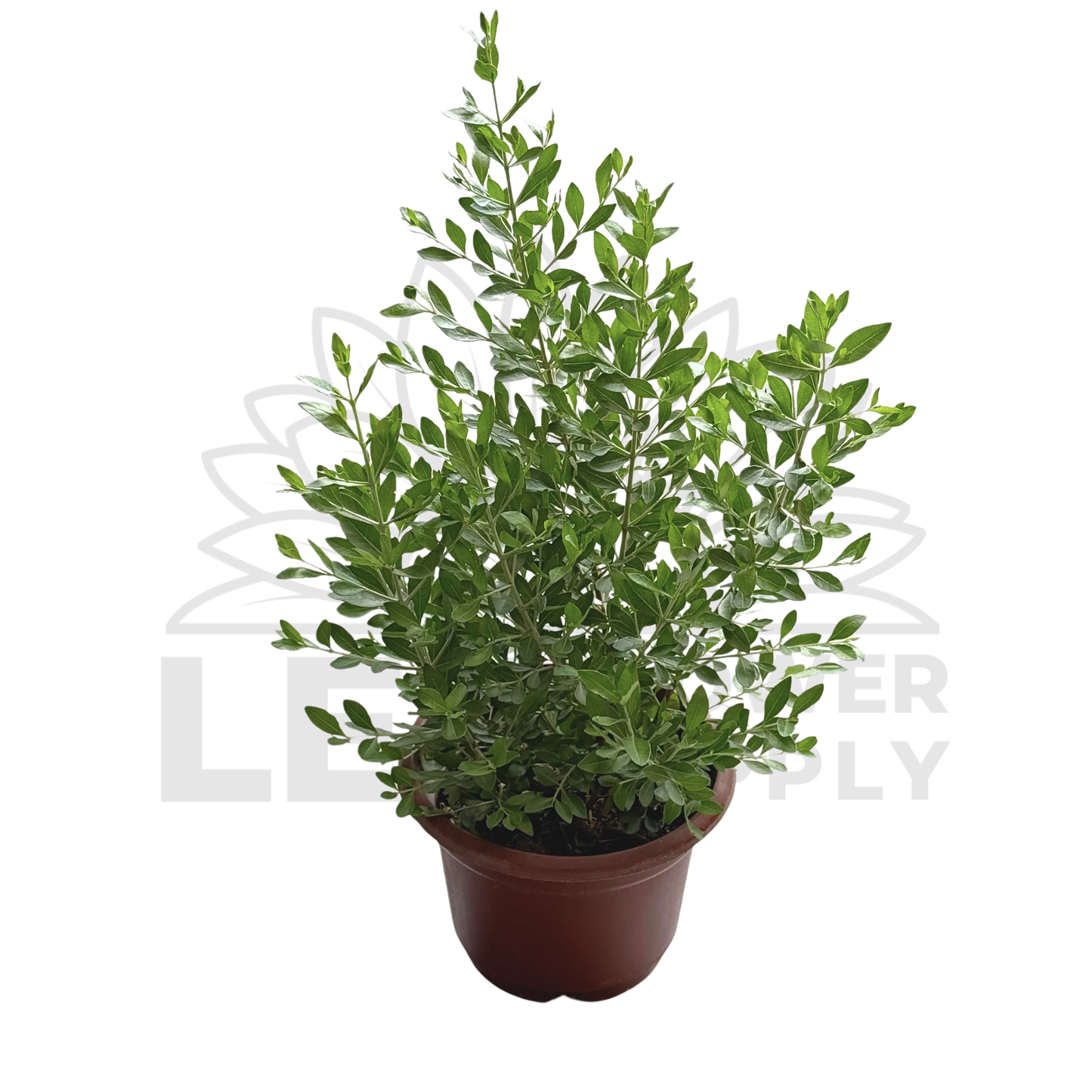 Henna Plant – Potted Plant (15cm)