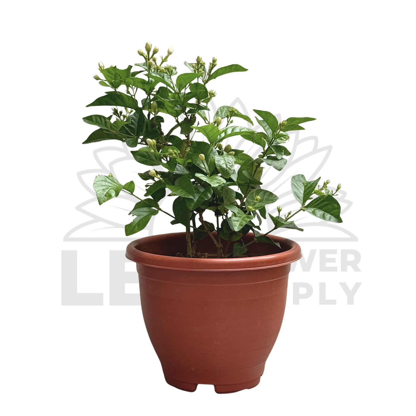 Jasmine Plant – Potted Plant (25cm)