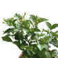 Jasmine Plant – Potted Plant (25cm)