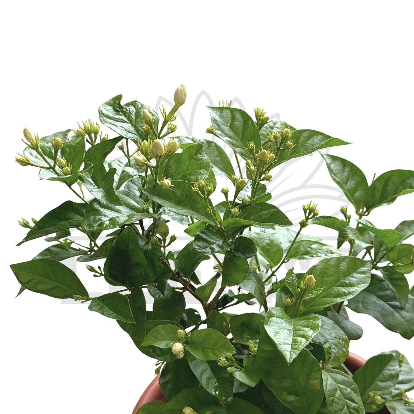Jasmine Plant – Potted Plant (25cm)