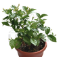 Jasmine Plant – Potted Plant (25cm)