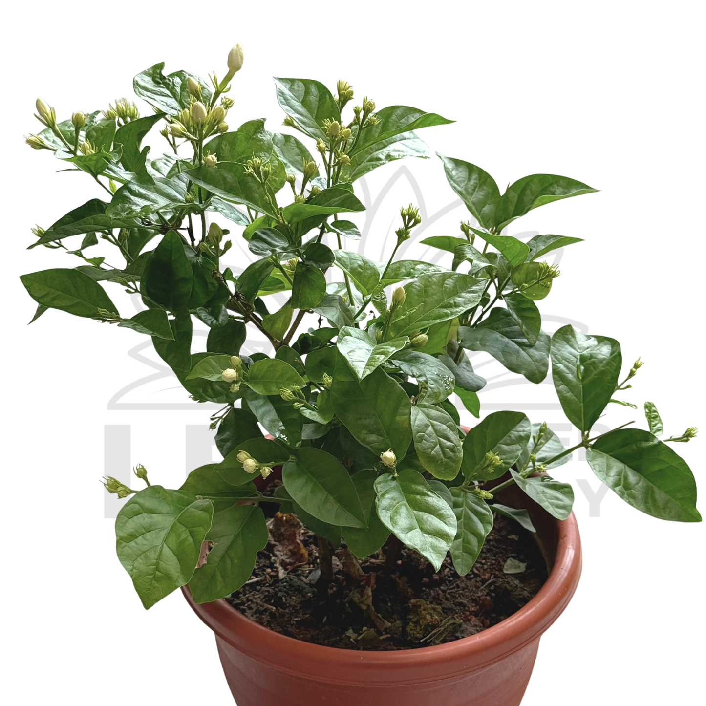 Jasmine Plant – Potted Plant (25cm)
