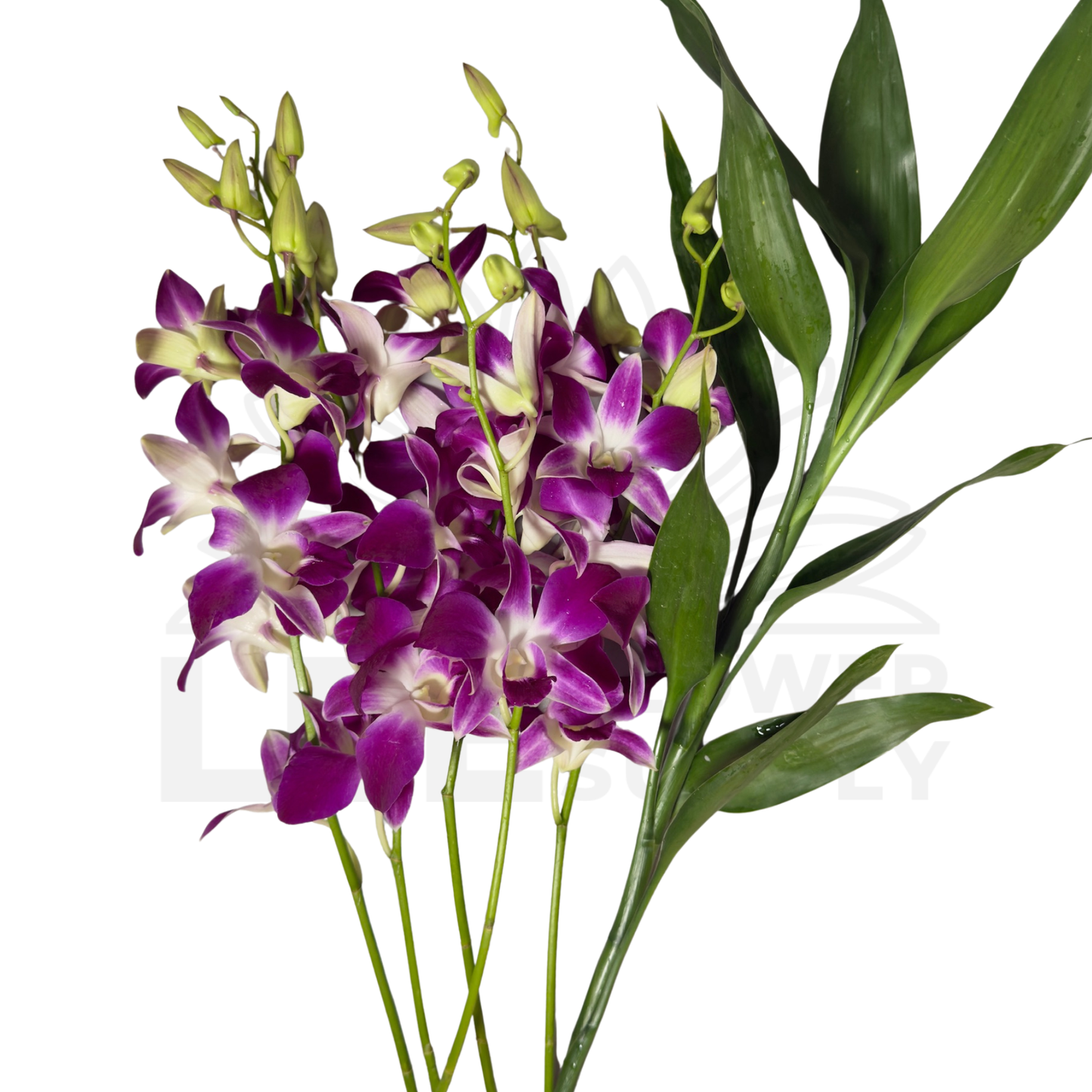 Orchid Stalk with Lotus Bamboo (5 Stalks)