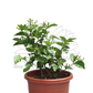 Jasmine Plant – Potted Plant (25cm)