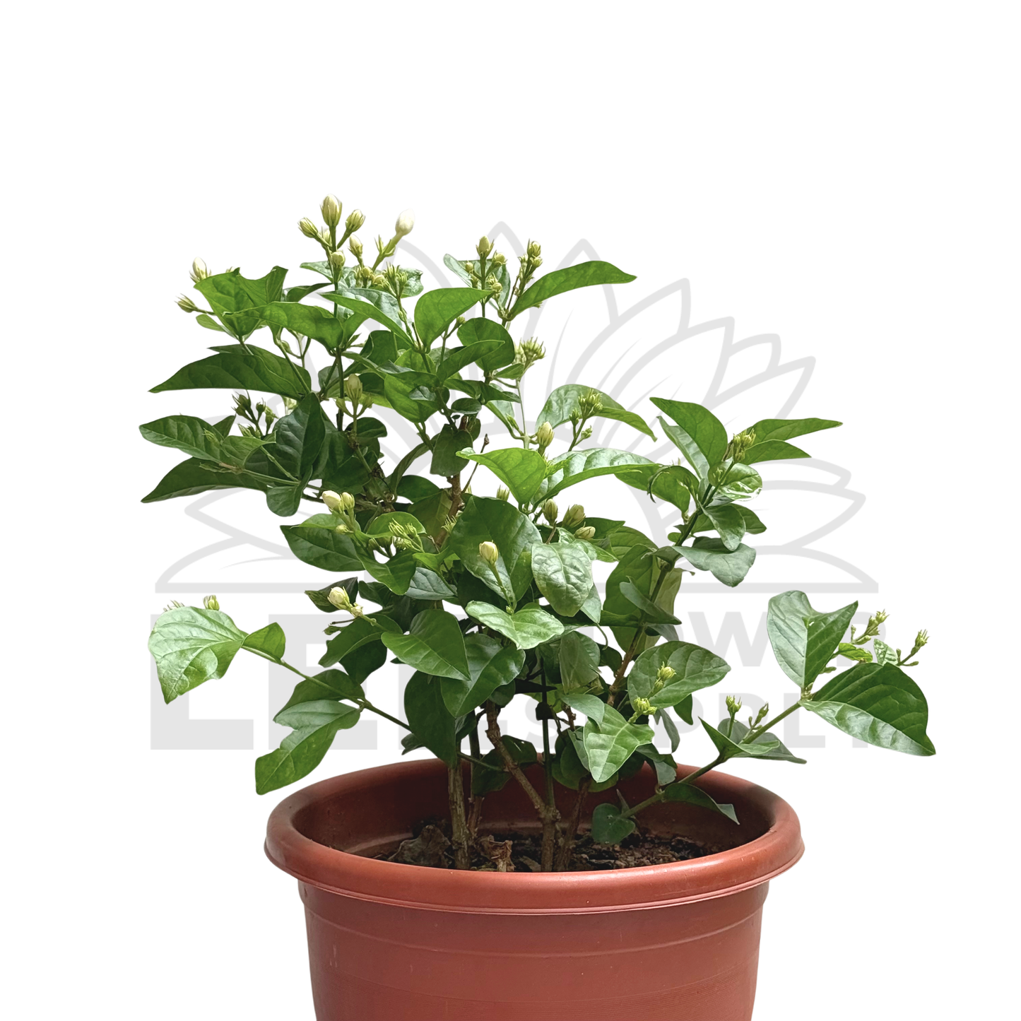 Jasmine Plant – Potted Plant (25cm)