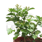 Jasmine Plant – Potted Plant (25cm)