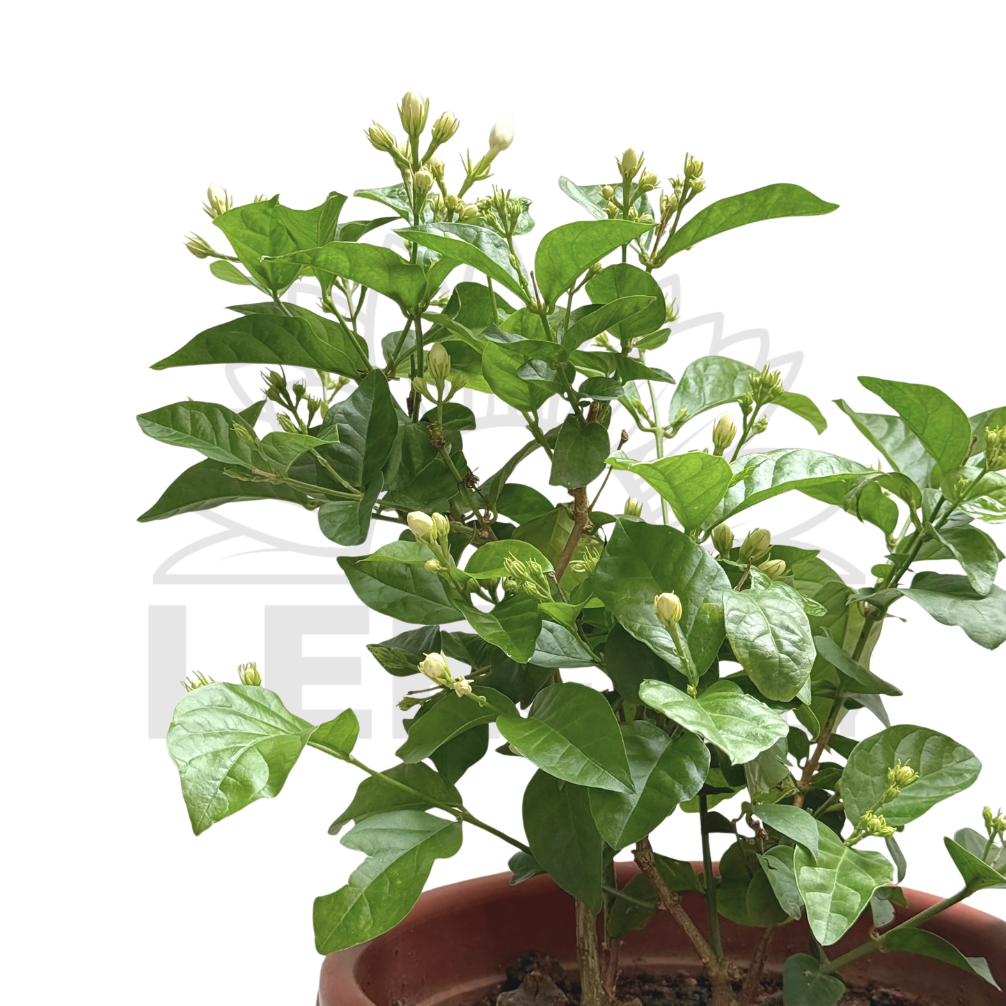 Jasmine Plant – Potted Plant (25cm)
