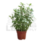 Thai Basil – Potted Plant (15cm)